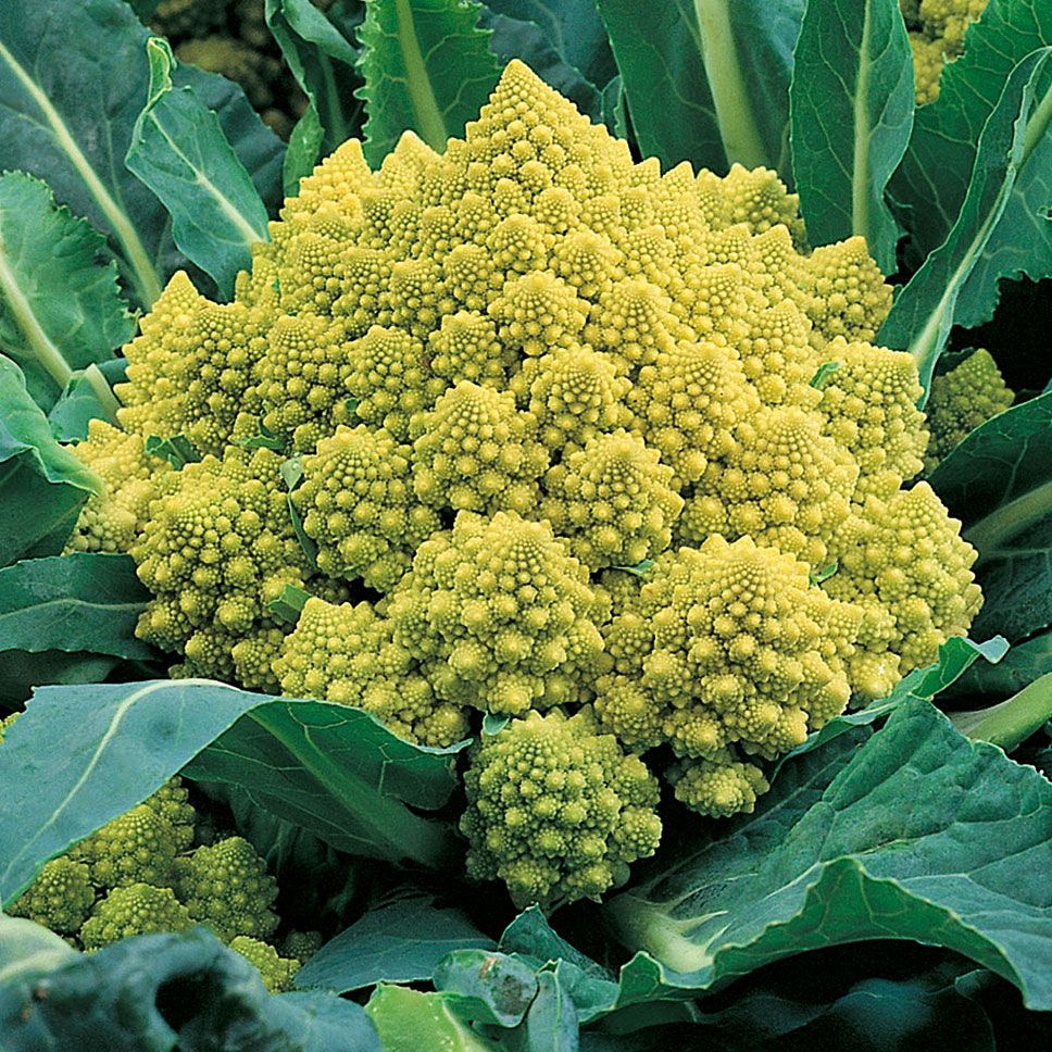 Kukkakaali 'Romanesco natalino'