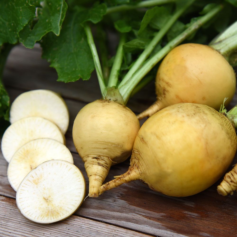 Nauris 'Amarillo bola de oro'