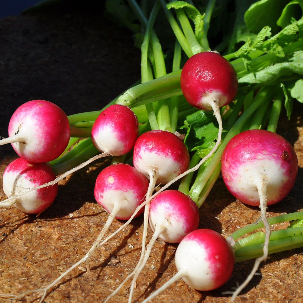 Retiisi 'Rond rose à bout blanc 2'