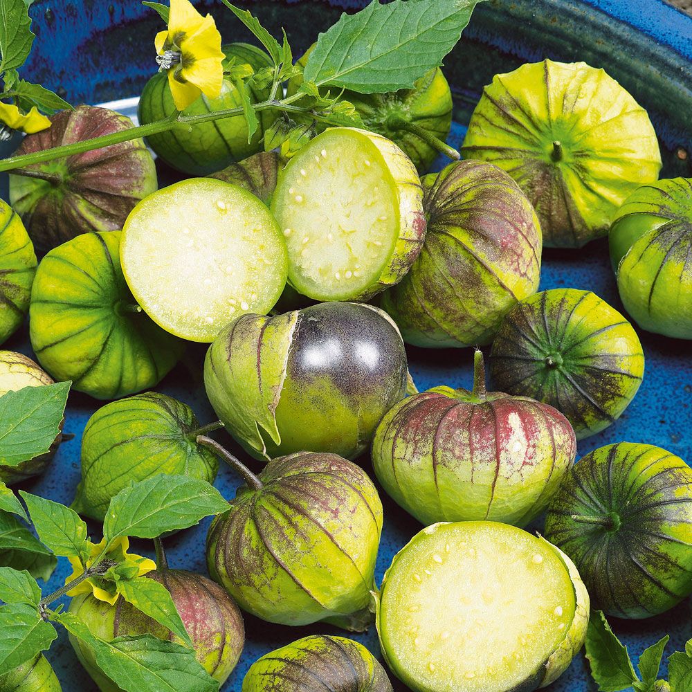 Tomatillo 'Purple'