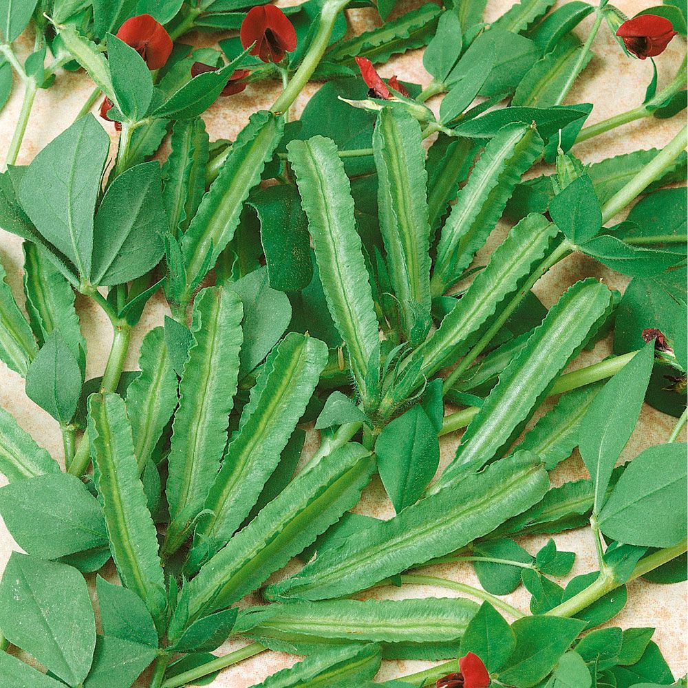 Parsaherne 'Winged Bean'