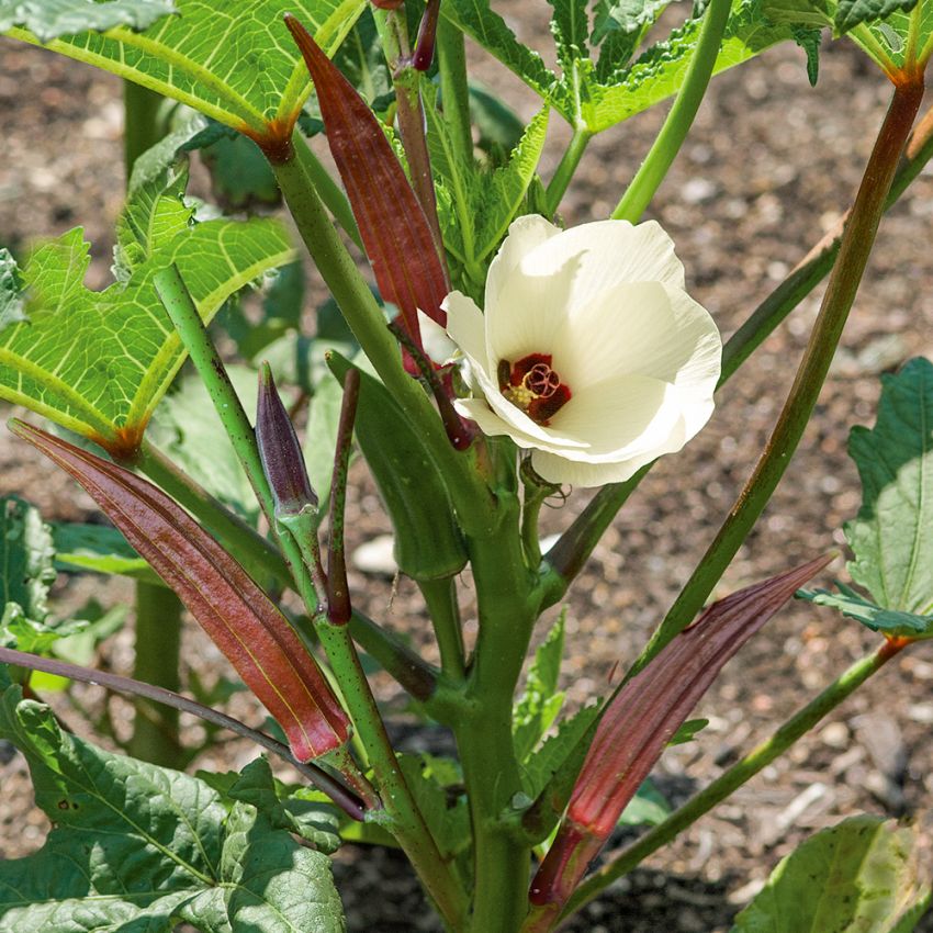 Okra 'Burgundy'