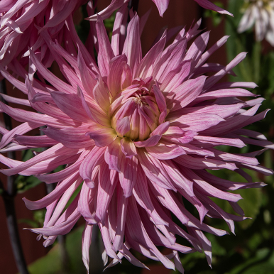 Kaktusdaalia 'Hollyhill Cotton Candy'