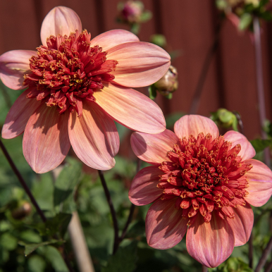 Vuokkodaalia 'Totally Tangerine' 