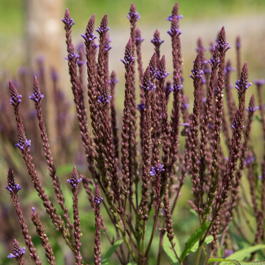 Tähkäverbena