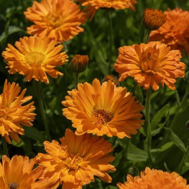 Tarhakehäkukka 'Ball's Orange'