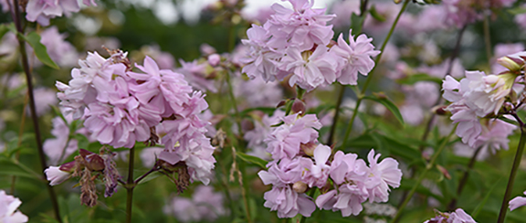 Nordiska vildblommor - lämpade för naturtomter och ängar