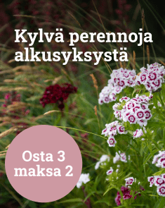 Kylvä perennoja alkusyksystä - osta 3 maksa 2