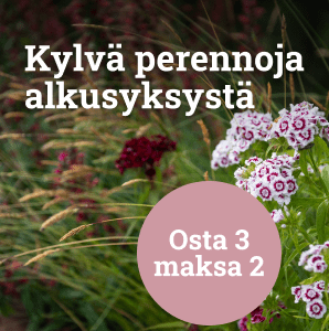 Kylvä perennoja alkusyksystä - osta 3 maksa 2