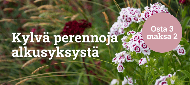 Kylvä perennoja alkusyksystä - osta 3 maksa 2