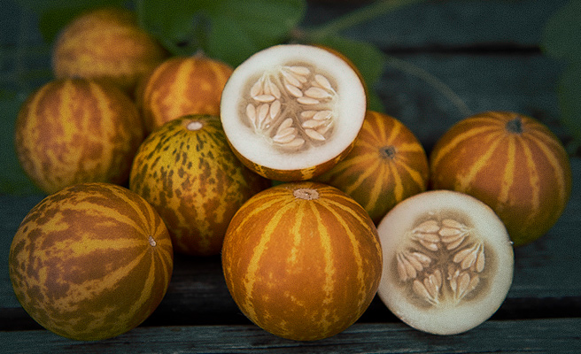 Tuoksumeloni 'Queen Anne's Pocket Melon'