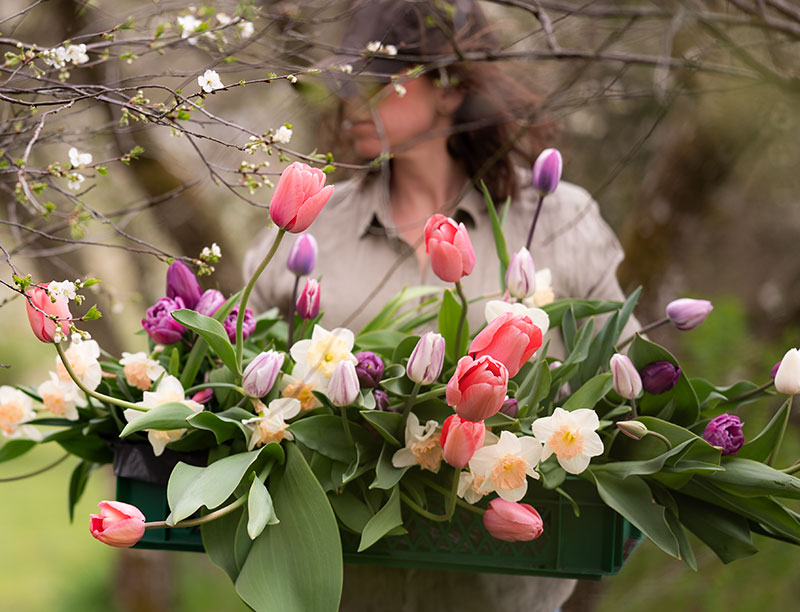 Kevätkukkasipuleiden kasvattaminen