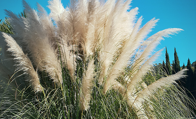 2090 Cortaderia selloana 'White Feather'