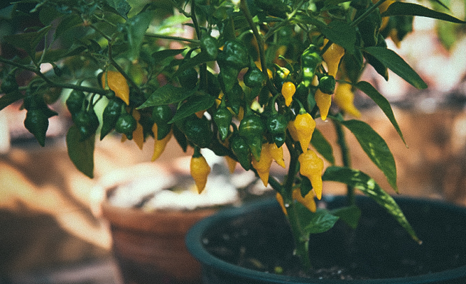 Havannapeppar 'Habanero Hot Lemon'