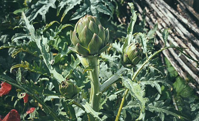 9757 Cynara cardunculus Scolymus-ryhmä Green Globe