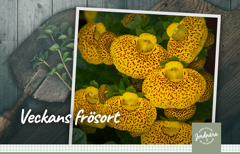 Veckans frösort: Toffelblomma F1 'Dainty Yellow with Spots'